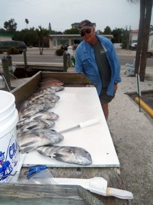 sheepshead and snapper